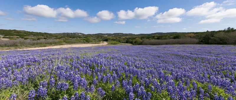 Bluebonnet wildflowers blooming in a vast field under a blue sky with scattered clouds in a rural texas landscape