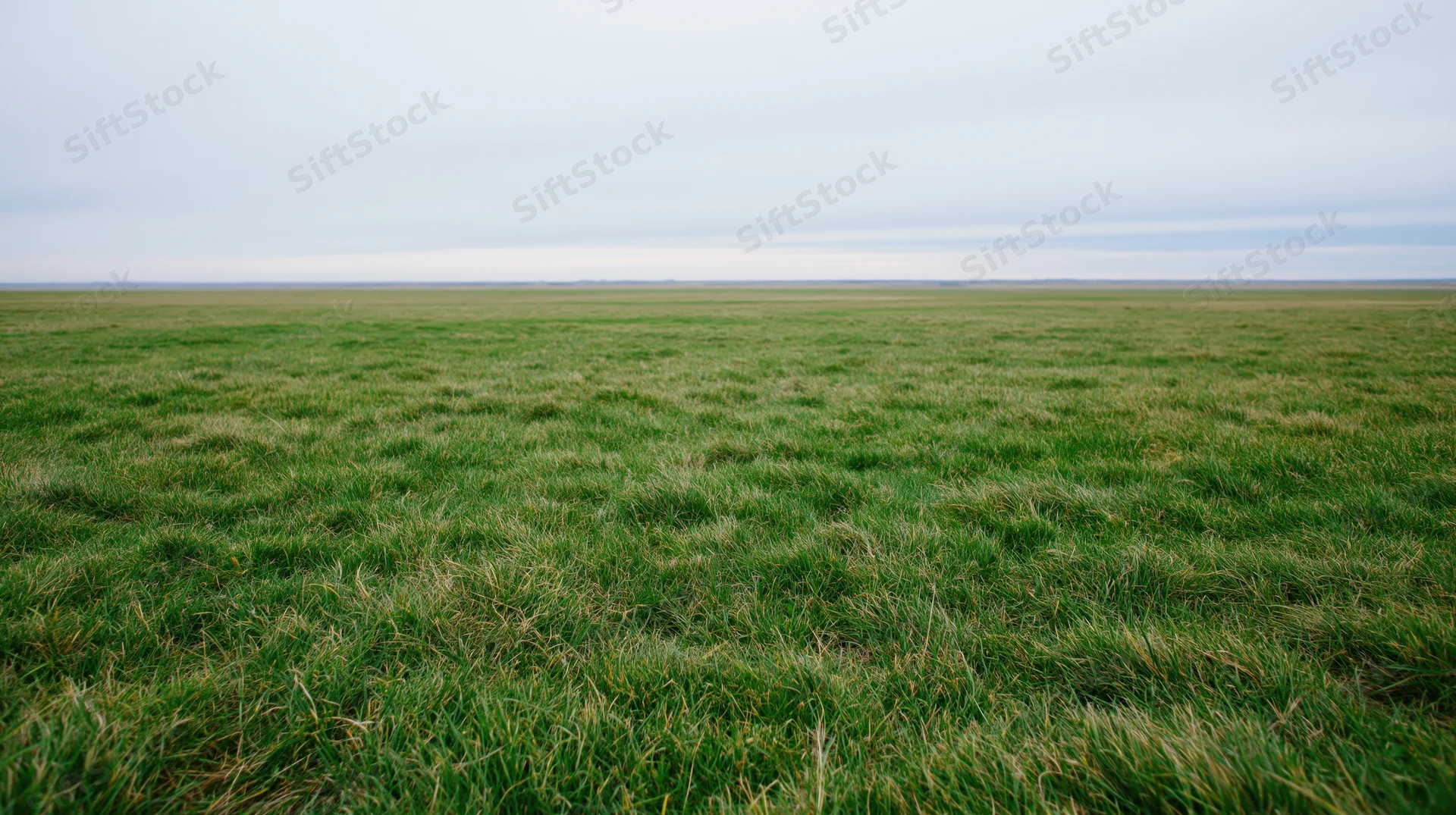Expansive green grass field stretching to the horizon under an overcast sky