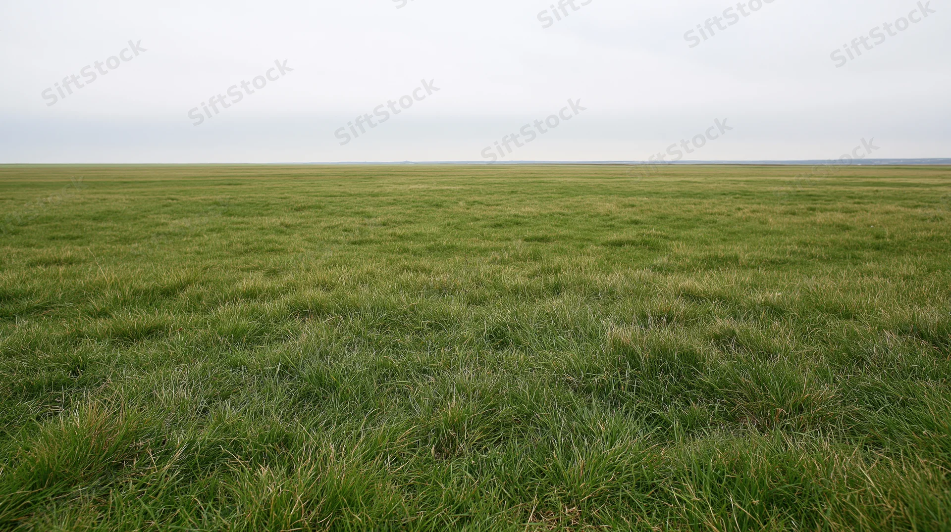 A vast green grassy field stretching to the horizon under an overcast sky