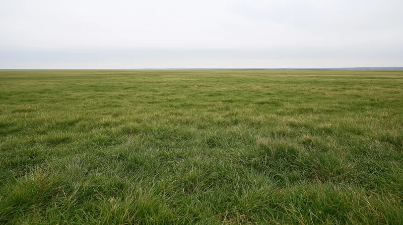 A vast green grassy field stretching to the horizon under an overcast sky