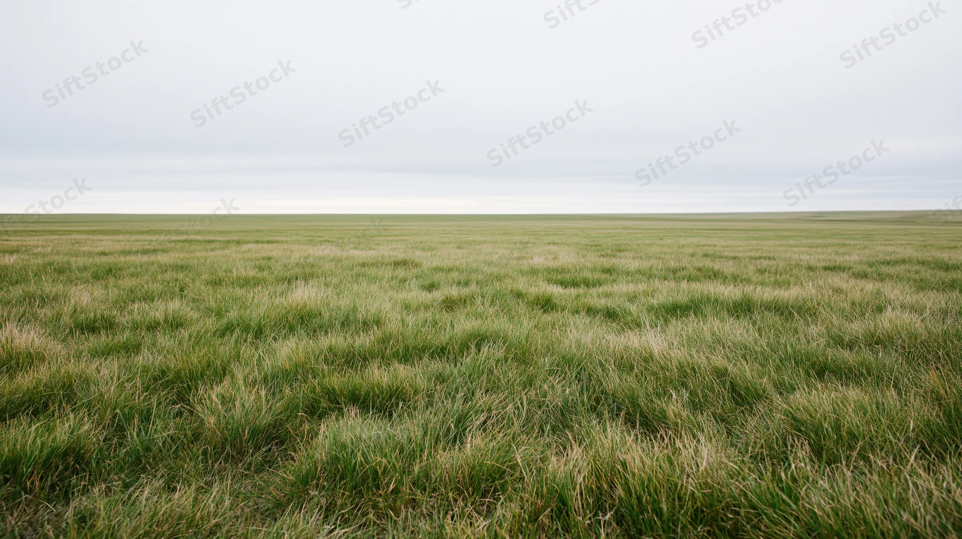 A vast grassy field stretching to the horizon under an overcast sky