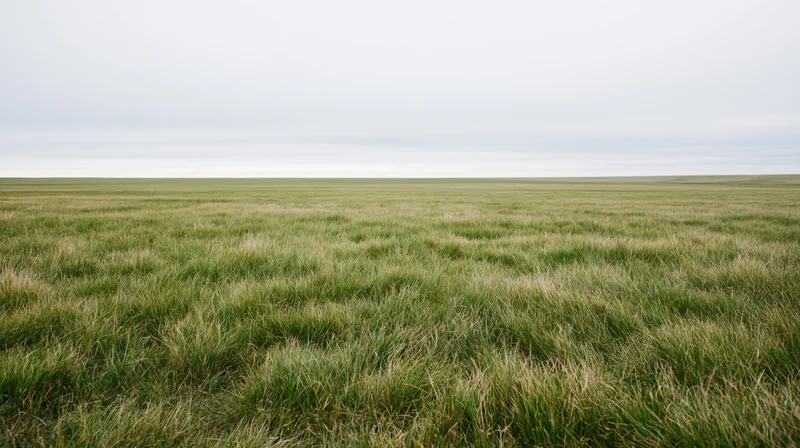 A vast grassy field stretching to the horizon under an overcast sky