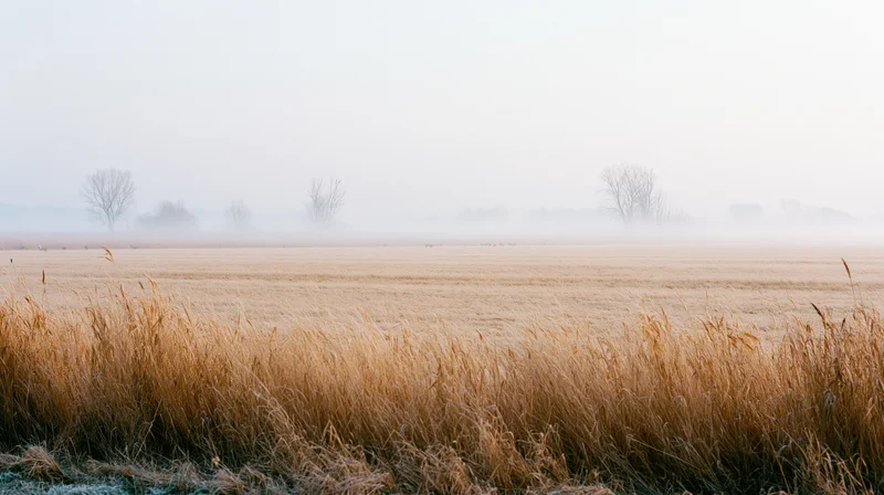 Frost-covered grass in a foggy field at dawn