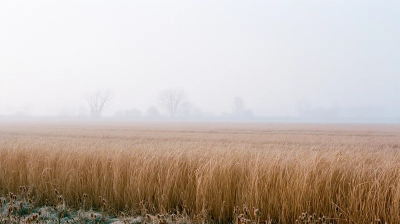 A field of tall dried reeds under foggy sky in rural winter landscape