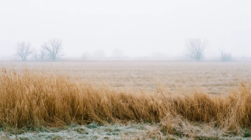 Frost-covered grass in a foggy field with bare trees in the distance