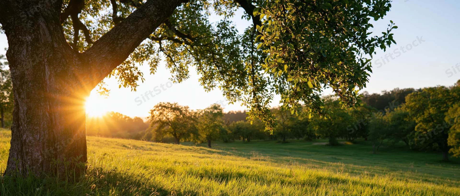 Large tree with spreading branches in a sunlit grassy field at sunrise