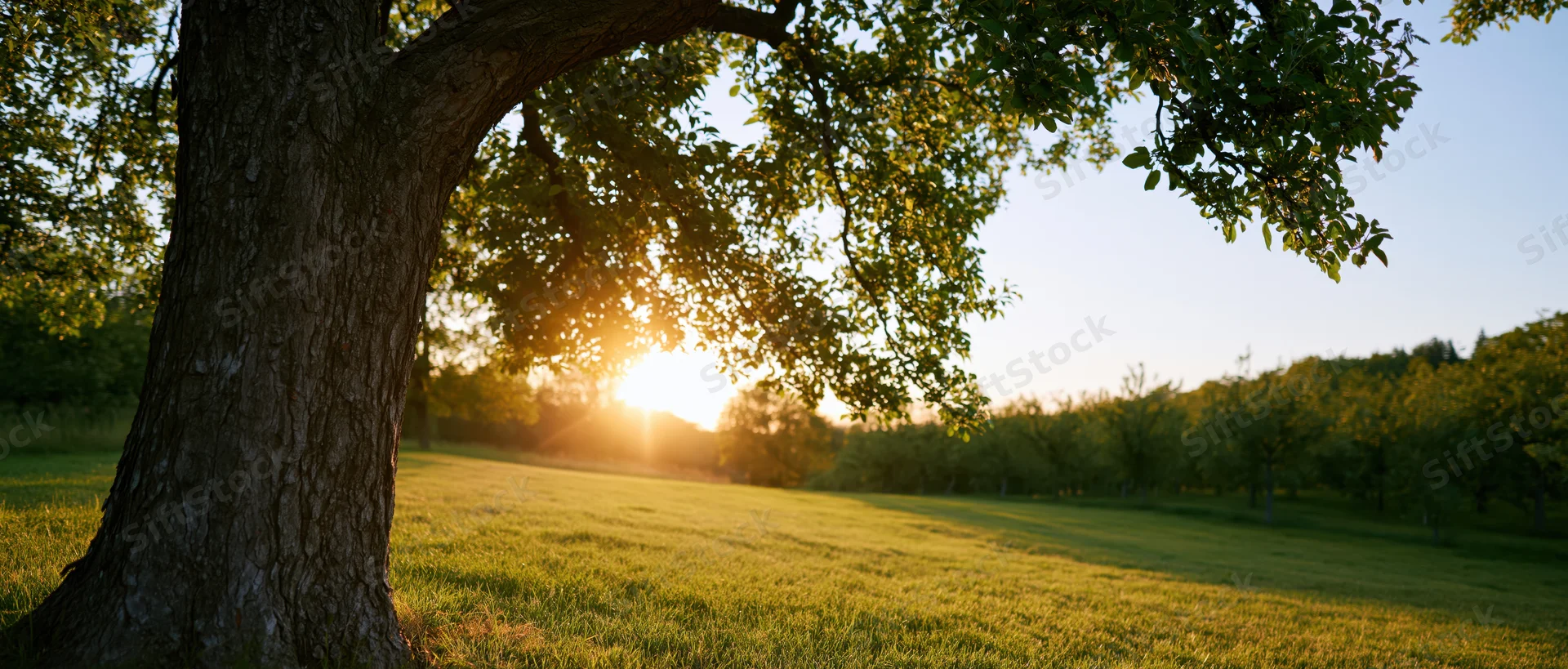 Large tree with spreading branches in a sunlit grassy field at sunset