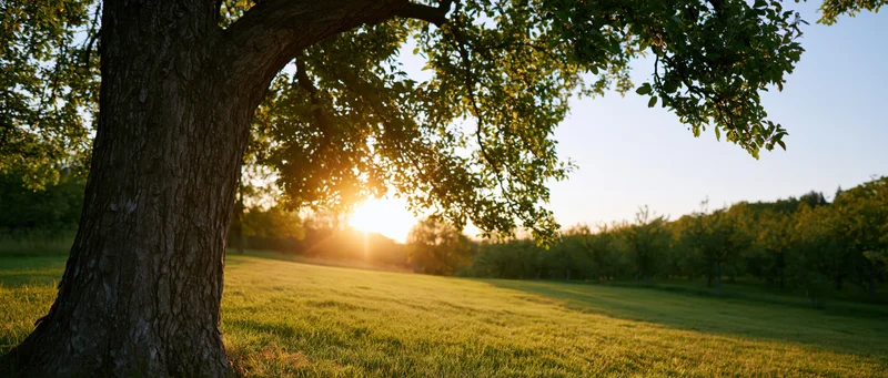 Large tree with spreading branches in a sunlit grassy field at sunset