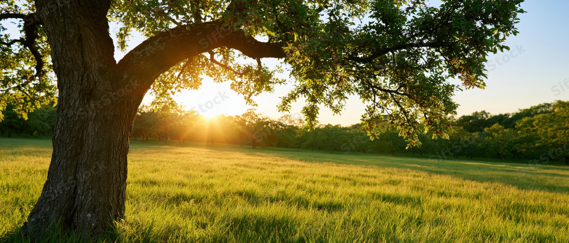 Large tree with spreading branches in a sunlit grassy field at golden hour