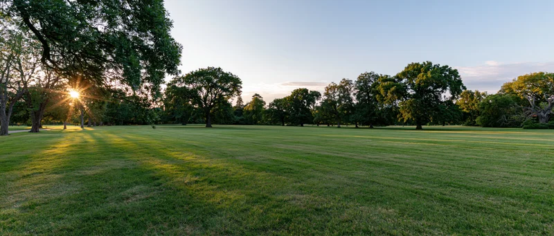A wide grassy lawn bordered by trees with sunlight filtering through at sunrise in a park