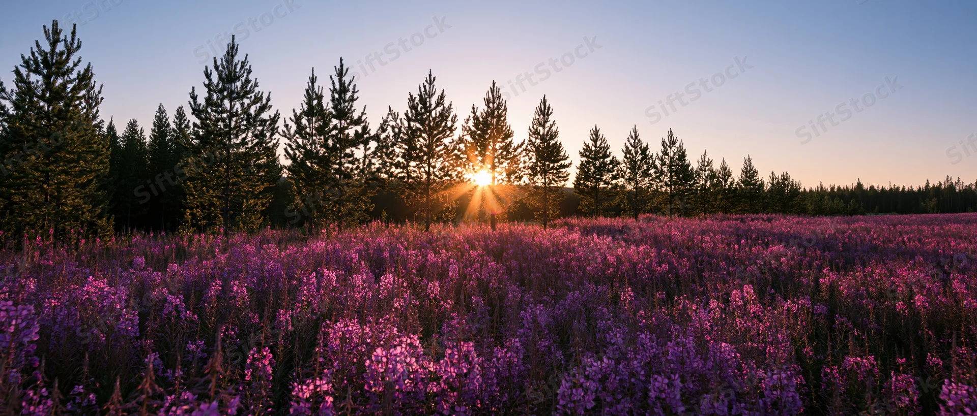 Purple wildflowers blooming in a field at sunset with pine trees on the horizon