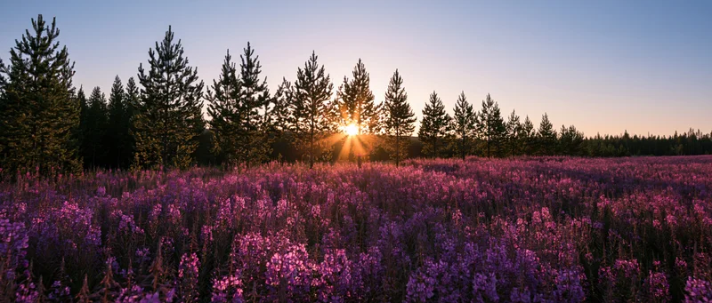 Sunset Over a Vast Field of Purple Lupine Wildflowers