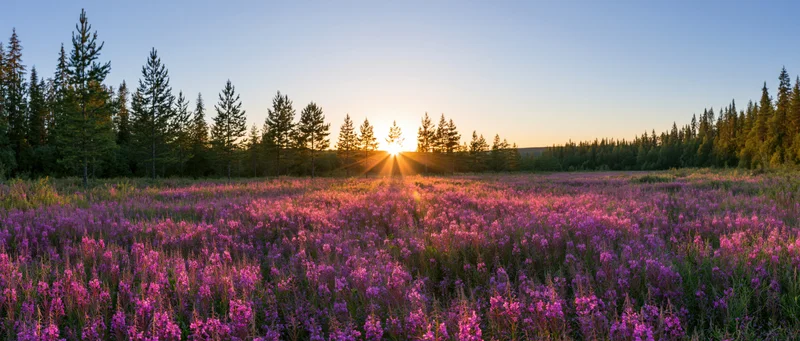 Purple heather blooming in a meadow at sunset with a forested horizon