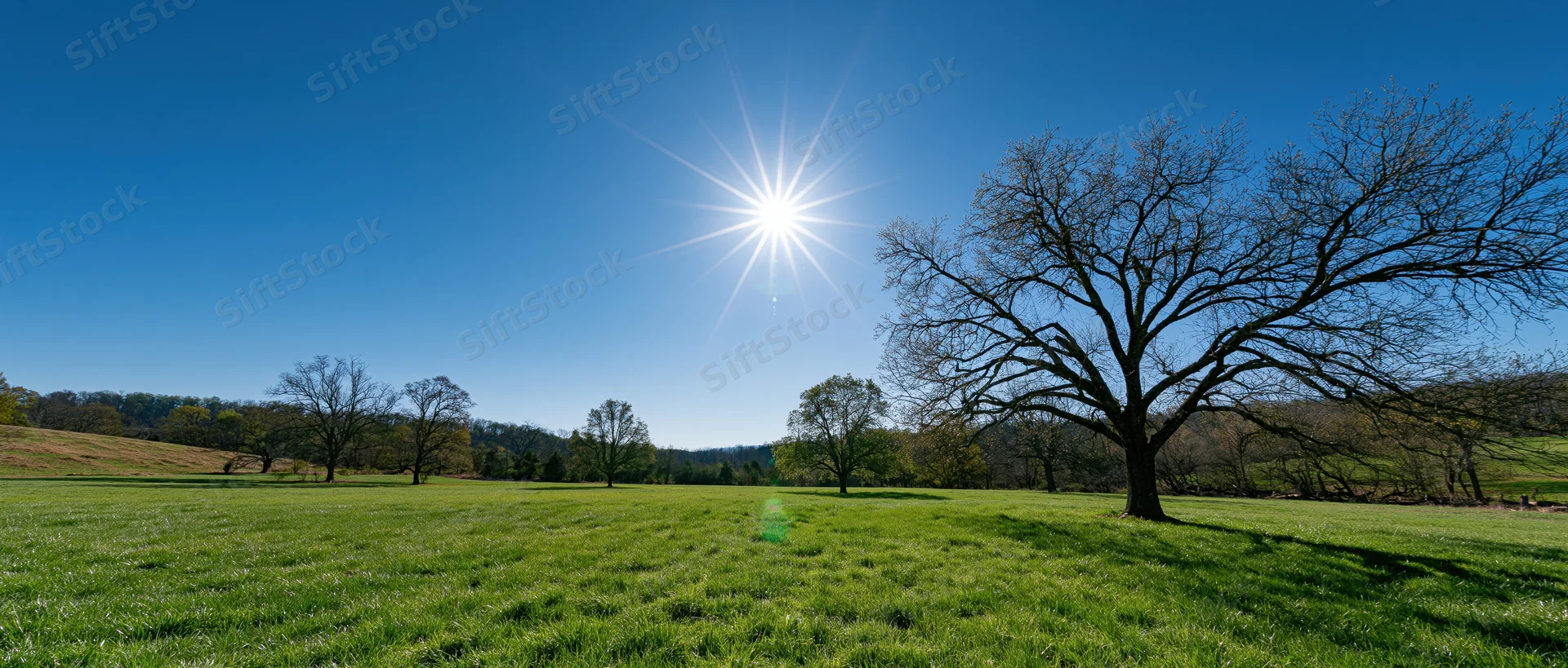 Sunlit grassy field with bare trees and distant forest under clear blue sky