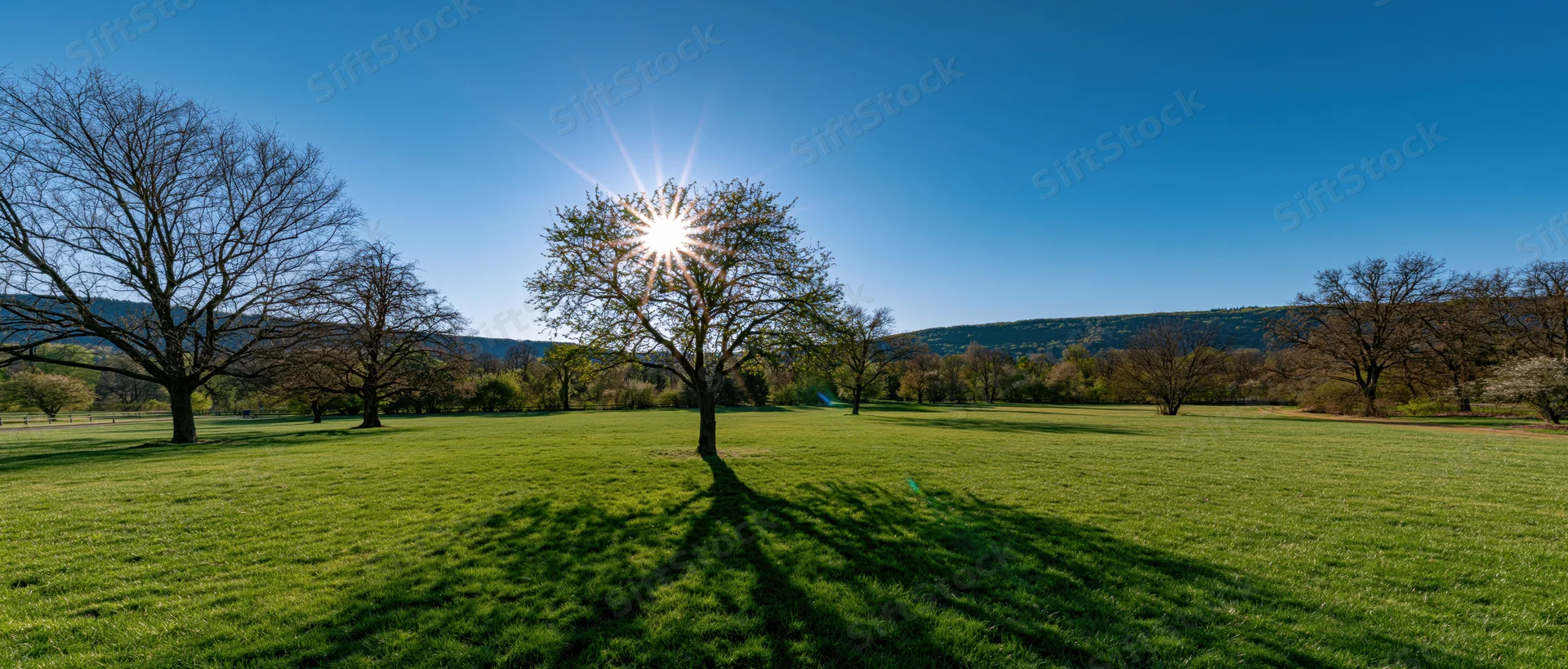 Sun shining through a tree in a grassy field with hills in the background