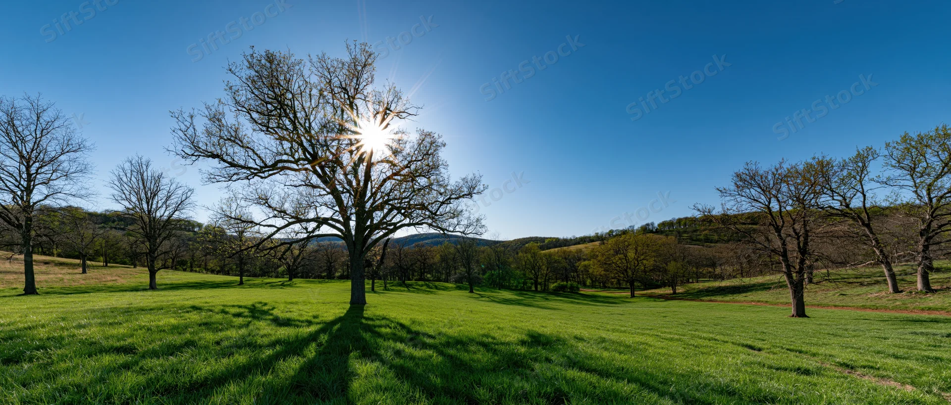 Sun shining through bare branches of a tree in a green field with hills in the background