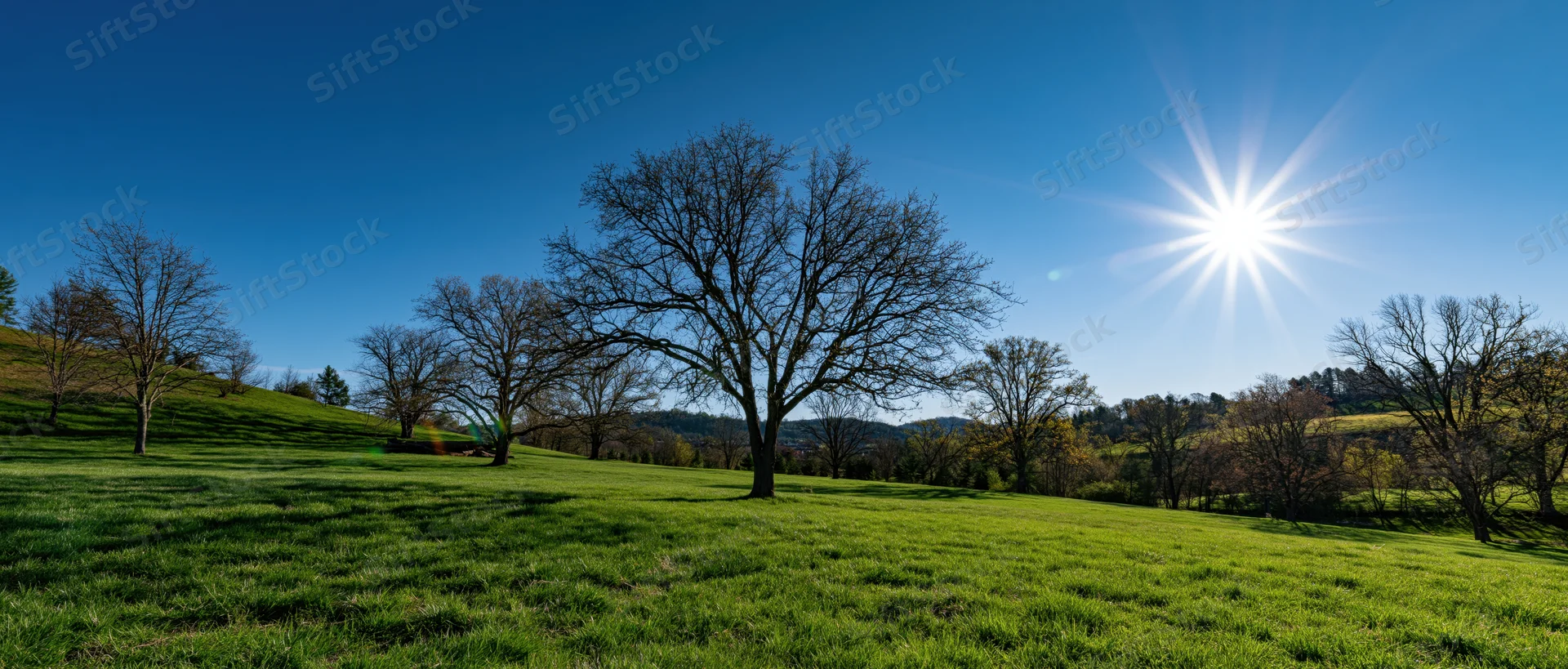 Sunlit grassy field with bare trees on a hill under clear blue sky