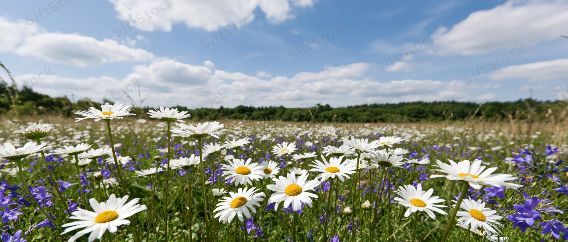 White daisies blooming in a meadow with purple wildflowers under a blue sky with scattered clouds
