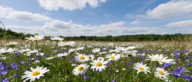 White daisies blooming in a meadow with purple wildflowers under a blue sky with scattered clouds