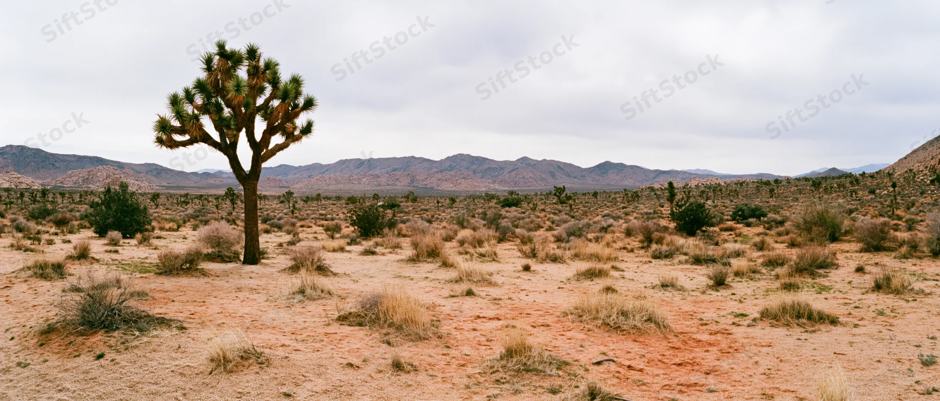 A joshua tree stands alone in a dry desert landscape with distant mountains under an overcast sky