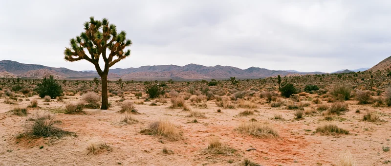 A joshua tree stands alone in a dry desert landscape with distant mountains under an overcast sky