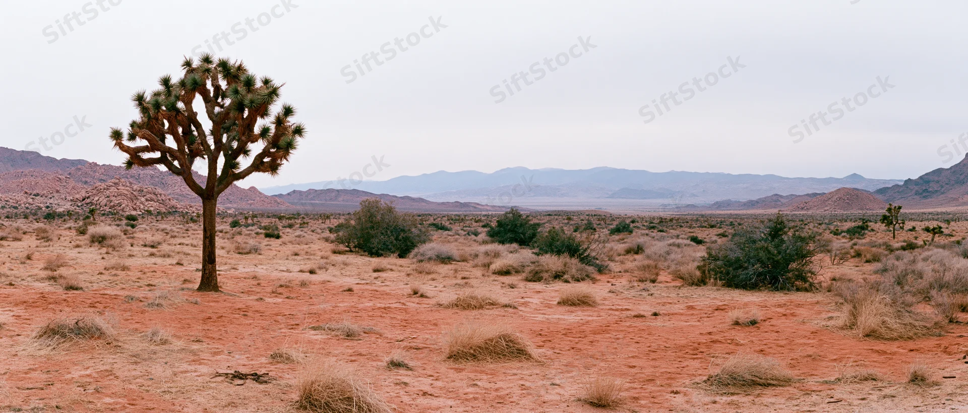A joshua tree stands alone in a red-soil desert landscape with distant mountains under an overcast sky