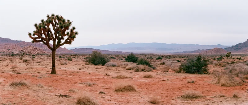 A joshua tree stands alone in a red-soil desert landscape with distant mountains under an overcast sky