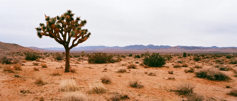 A joshua tree stands alone in a vast desert landscape with distant mountains under an overcast sky