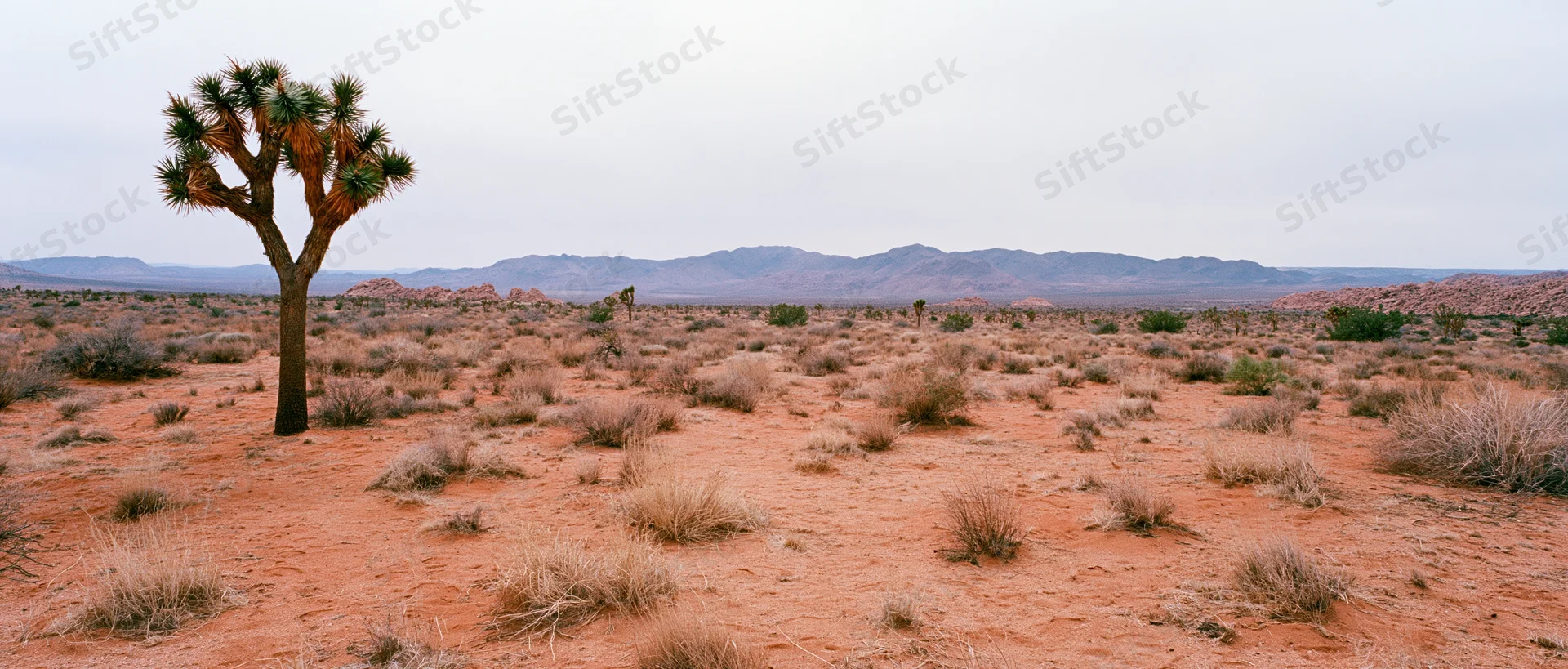 Joshua tree standing alone in red soil desert with distant mountains under overcast sky