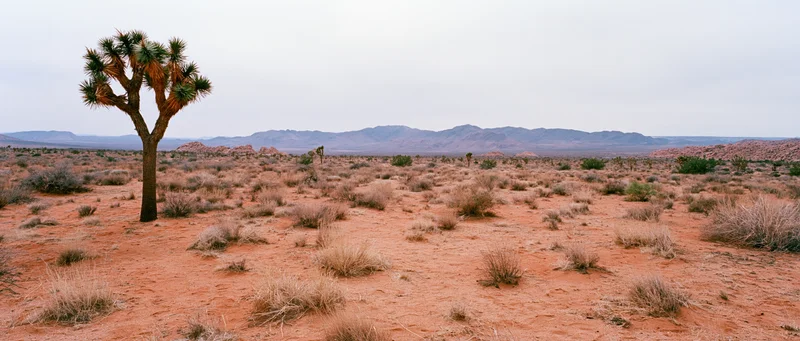 Joshua tree standing alone in red soil desert with distant mountains under overcast sky