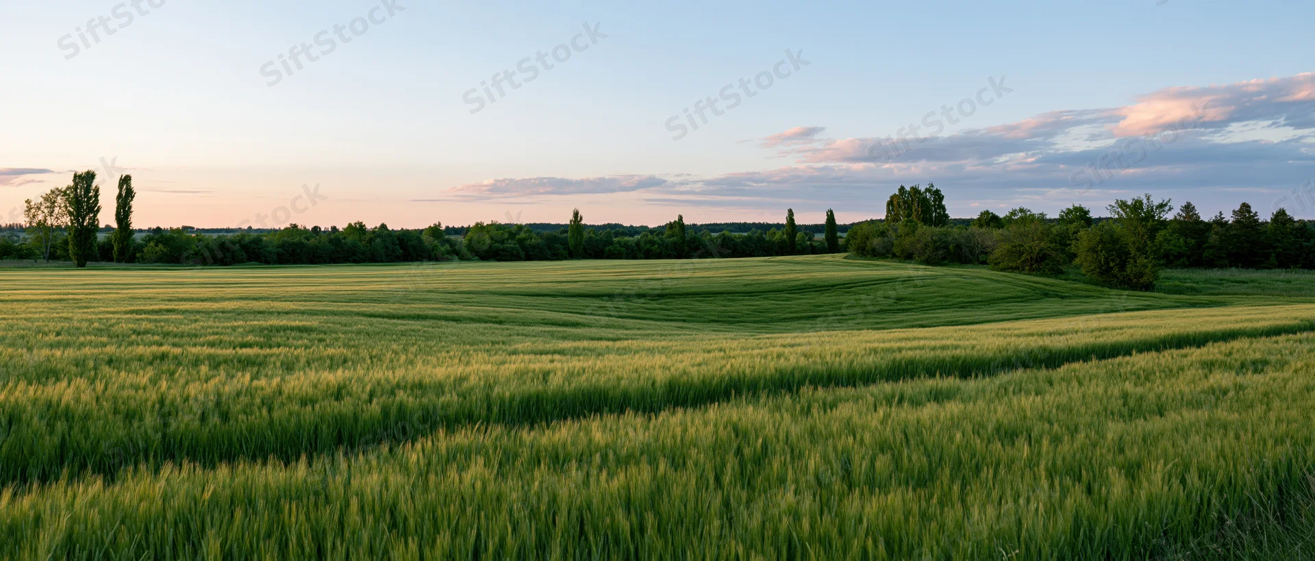 Wheat field stretching toward the horizon under a soft sunset sky with scattered clouds and distant trees