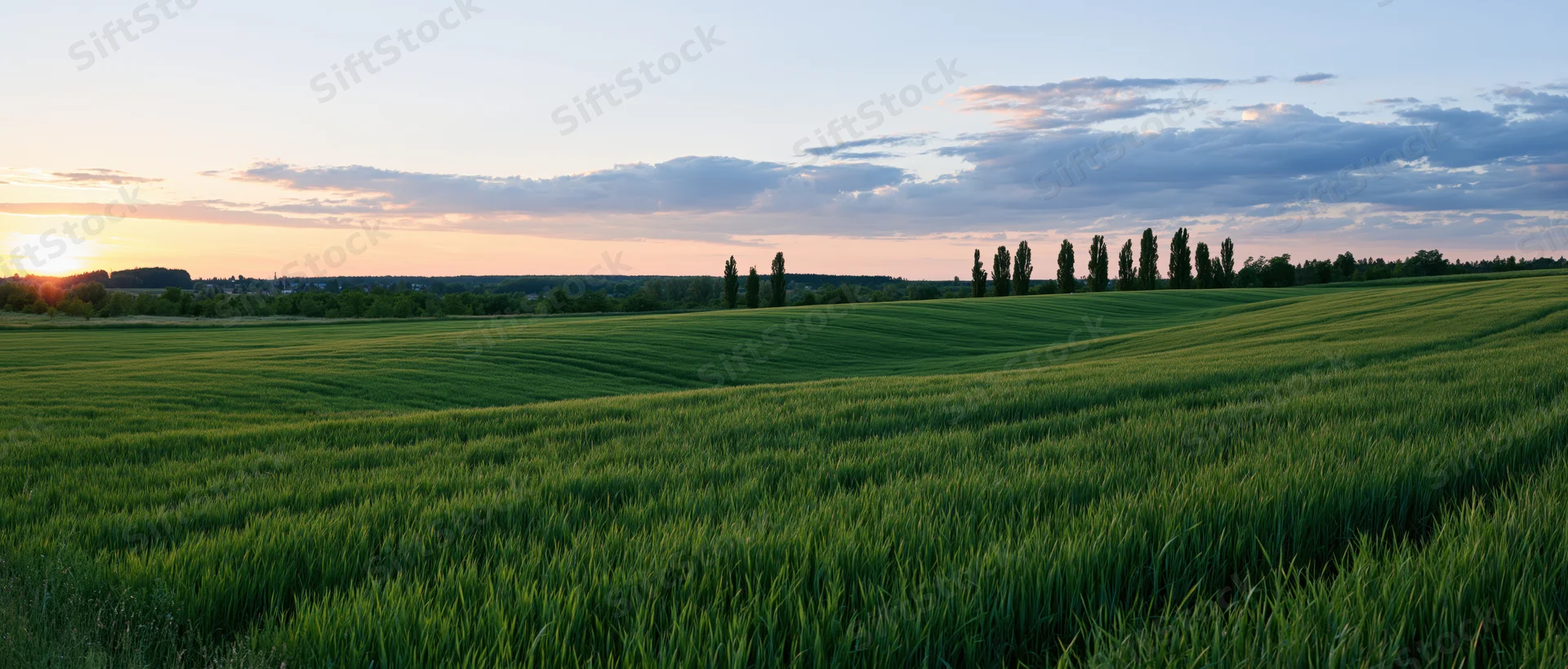 Green wheat field under sunset sky with row of poplar trees on horizon