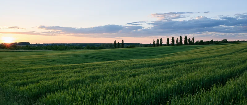 Green wheat field under sunset sky with row of poplar trees on horizon