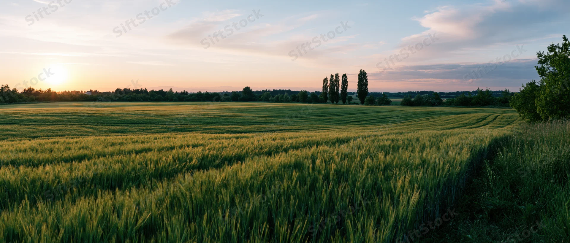 Wheat field at sunset with rows of crops stretching toward the horizon under a soft sky