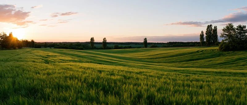 Golden wheat field at sunset with rolling hills and scattered trees in rural countryside