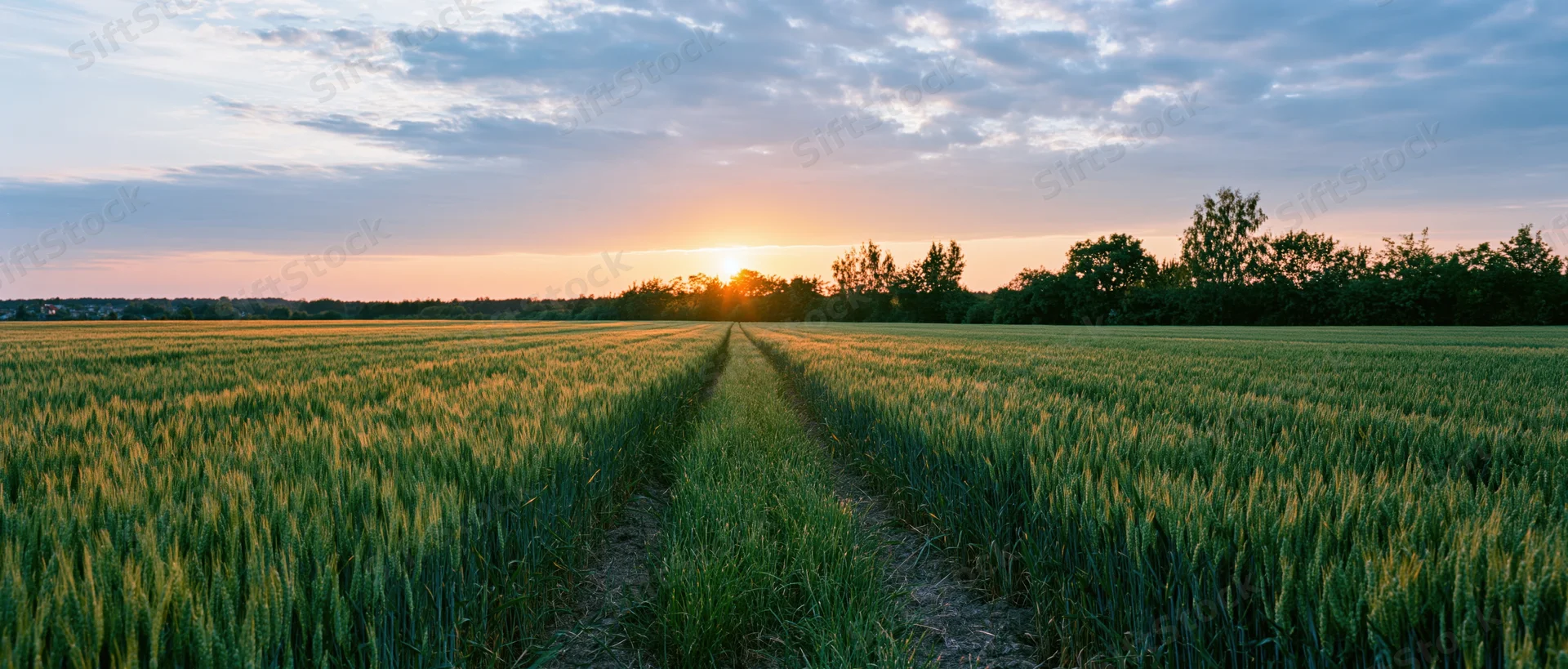 Wheat field at sunset with tractor tracks leading toward the horizon