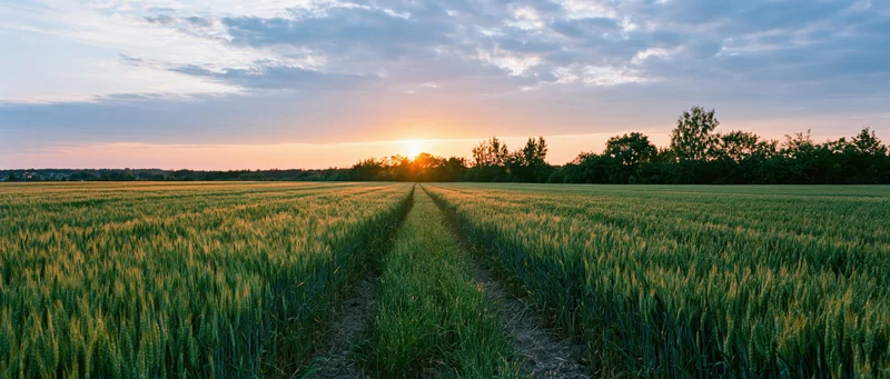 Wheat field at sunset with tractor tracks leading toward the horizon