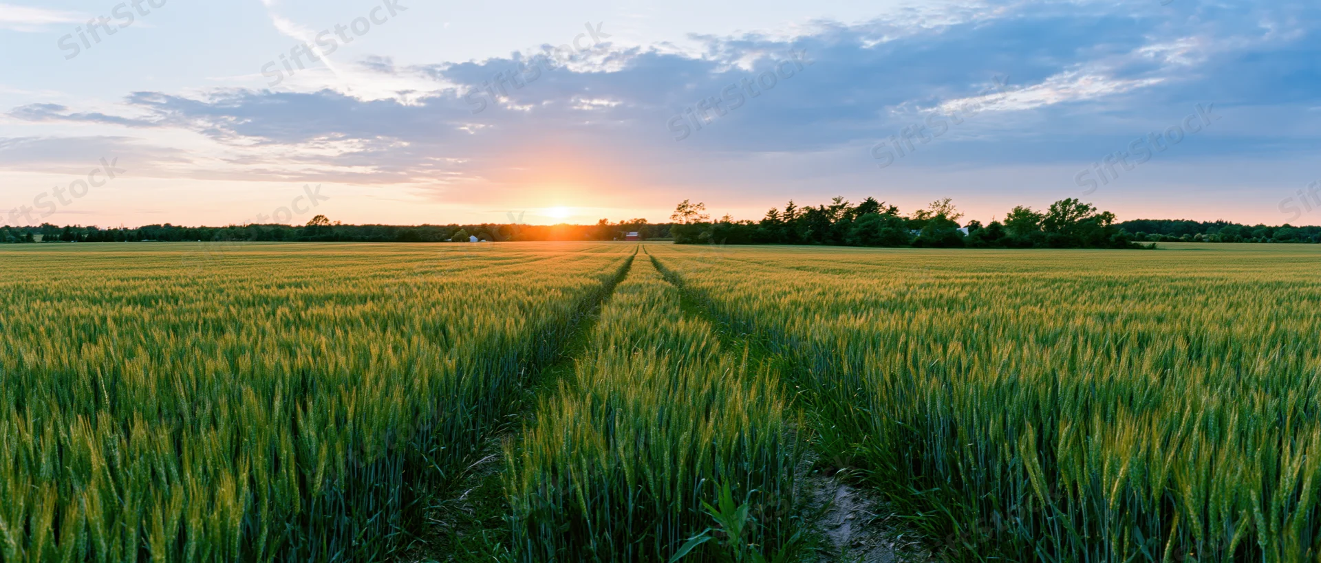 Wheat field with a dirt path leading toward the sunset horizon