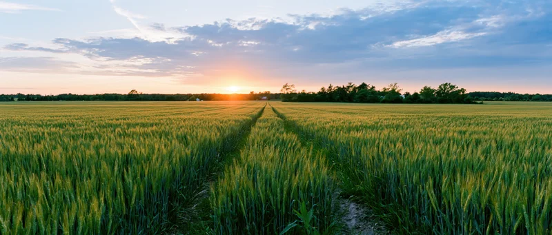 Wheat field with a dirt path leading toward the sunset horizon
