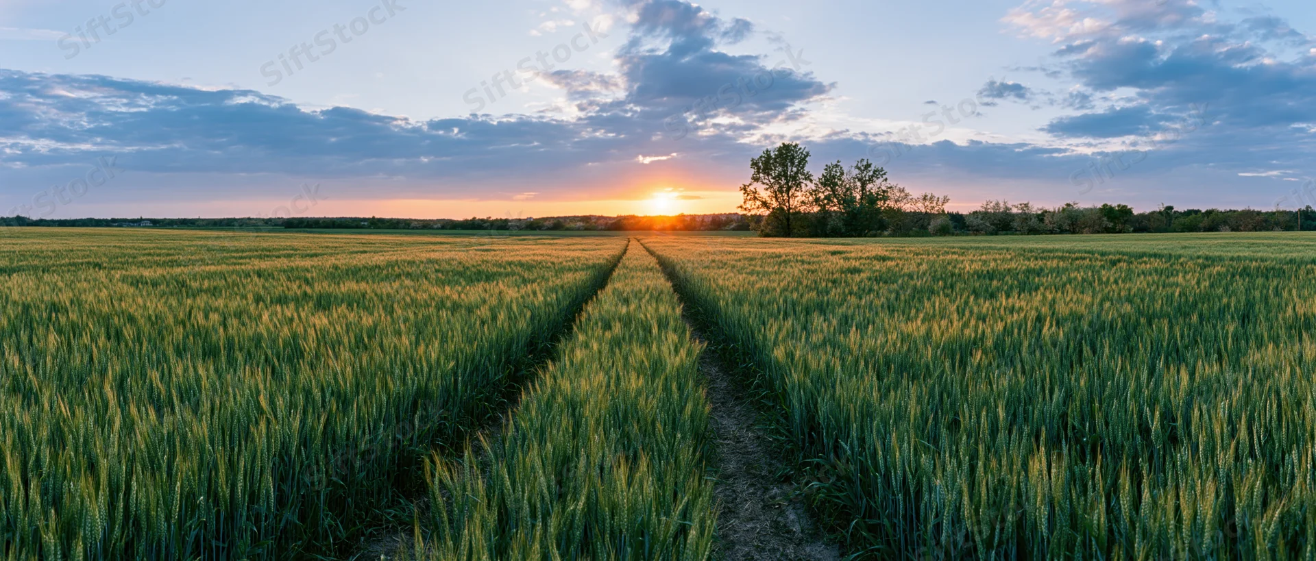 Wheat field with a path leading toward the sunset on a rural farm