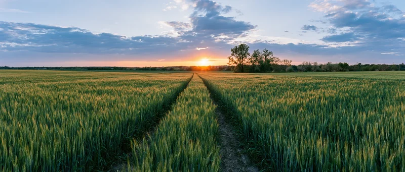 Wheat field with a path leading toward the sunset on a rural farm