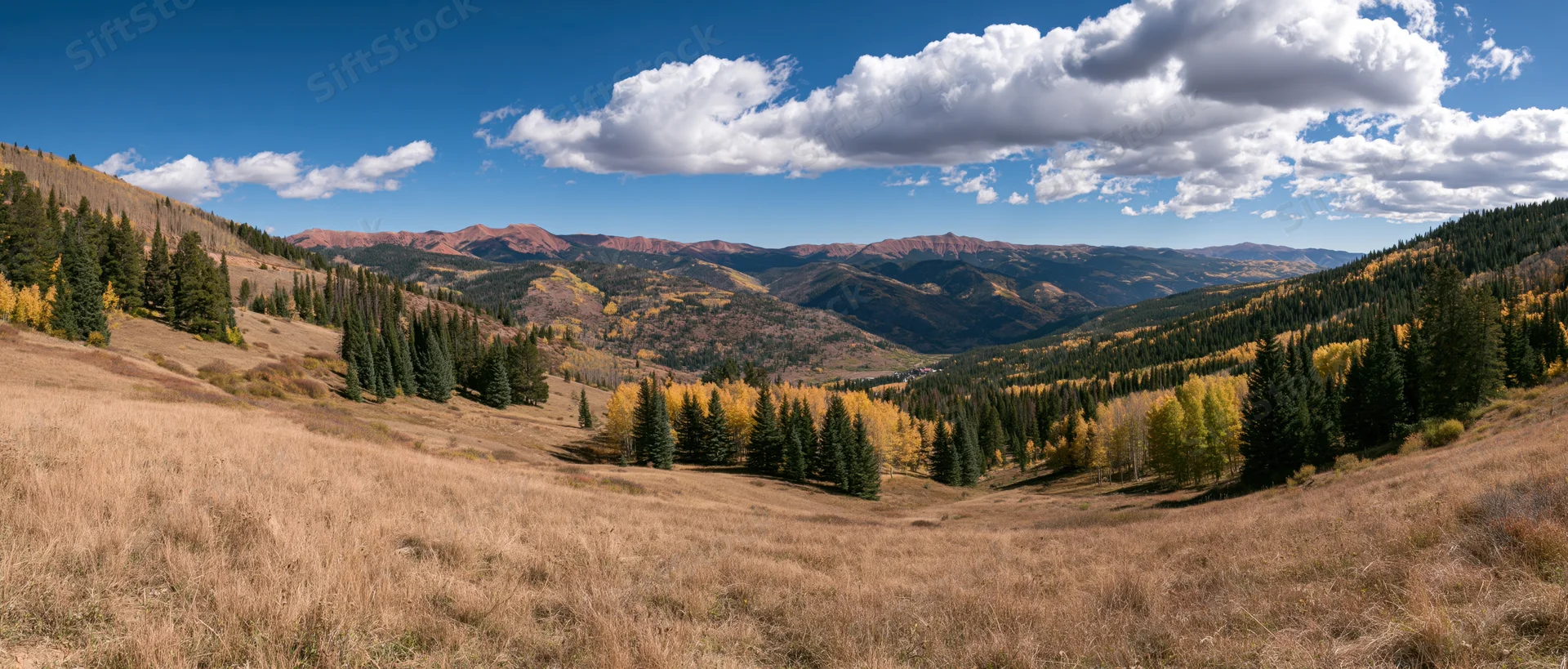 Autumn forest in a mountain valley with golden aspen trees and pine forests under a blue sky with white clouds