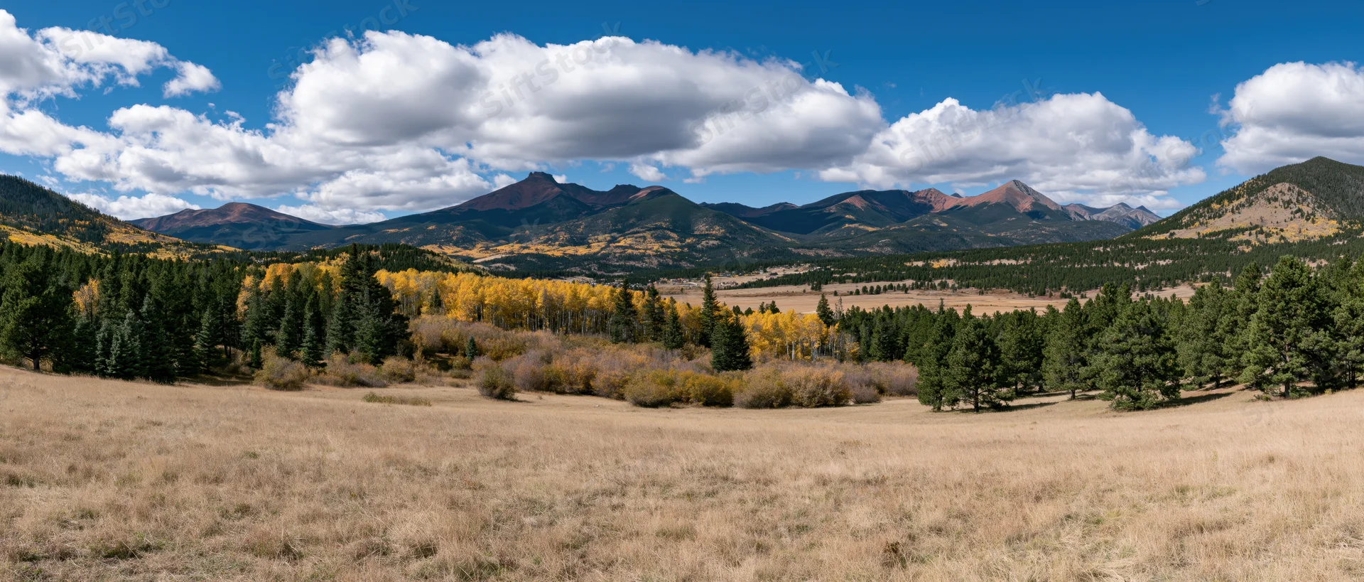 Autumn landscape with golden aspen trees and pine forest in a mountain valley under a blue sky with clouds