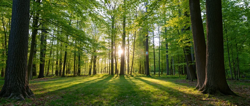 Sunlight filtering through tall trees in a green forest clearing during spring morning