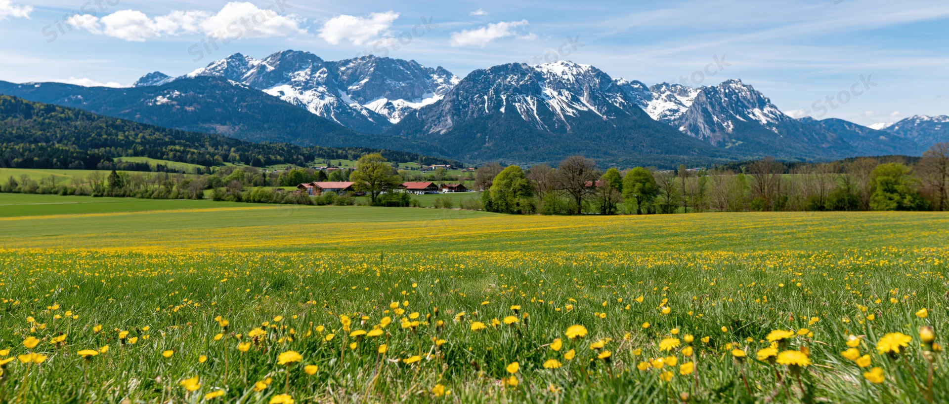 Dandelion flowers blooming in a green meadow with snow-capped alpine mountains in the background