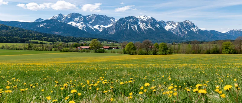 Dandelion flowers blooming in a green meadow with snow-capped alpine mountains in the background