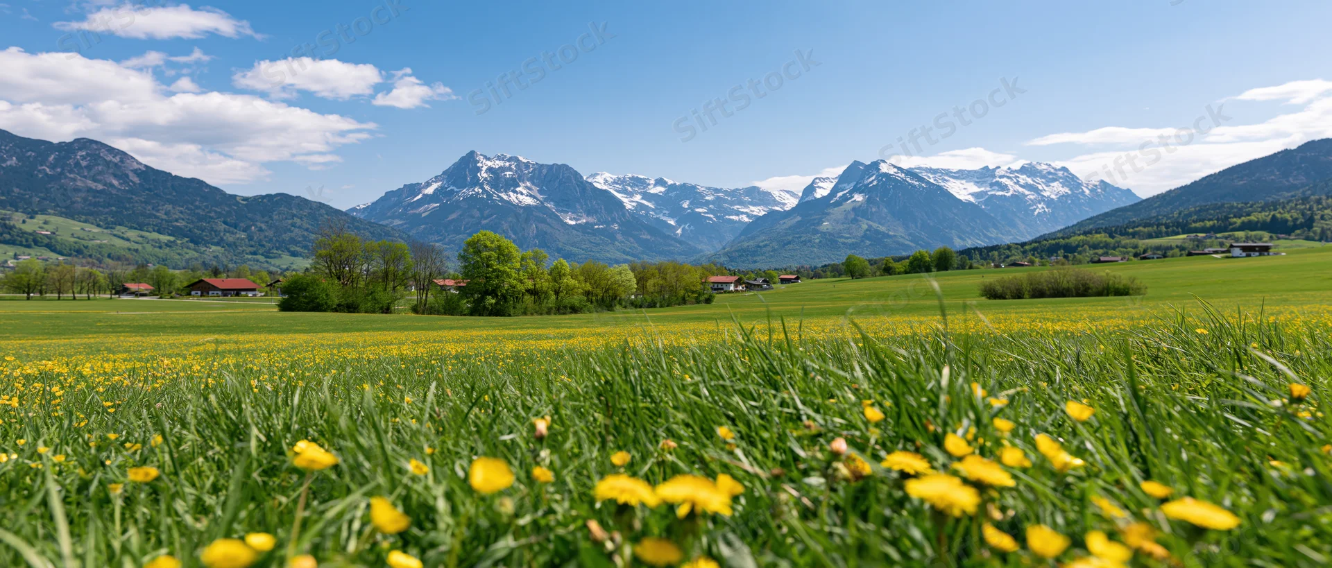 Yellow wildflowers in a green meadow with snow-capped alpine mountains in the background