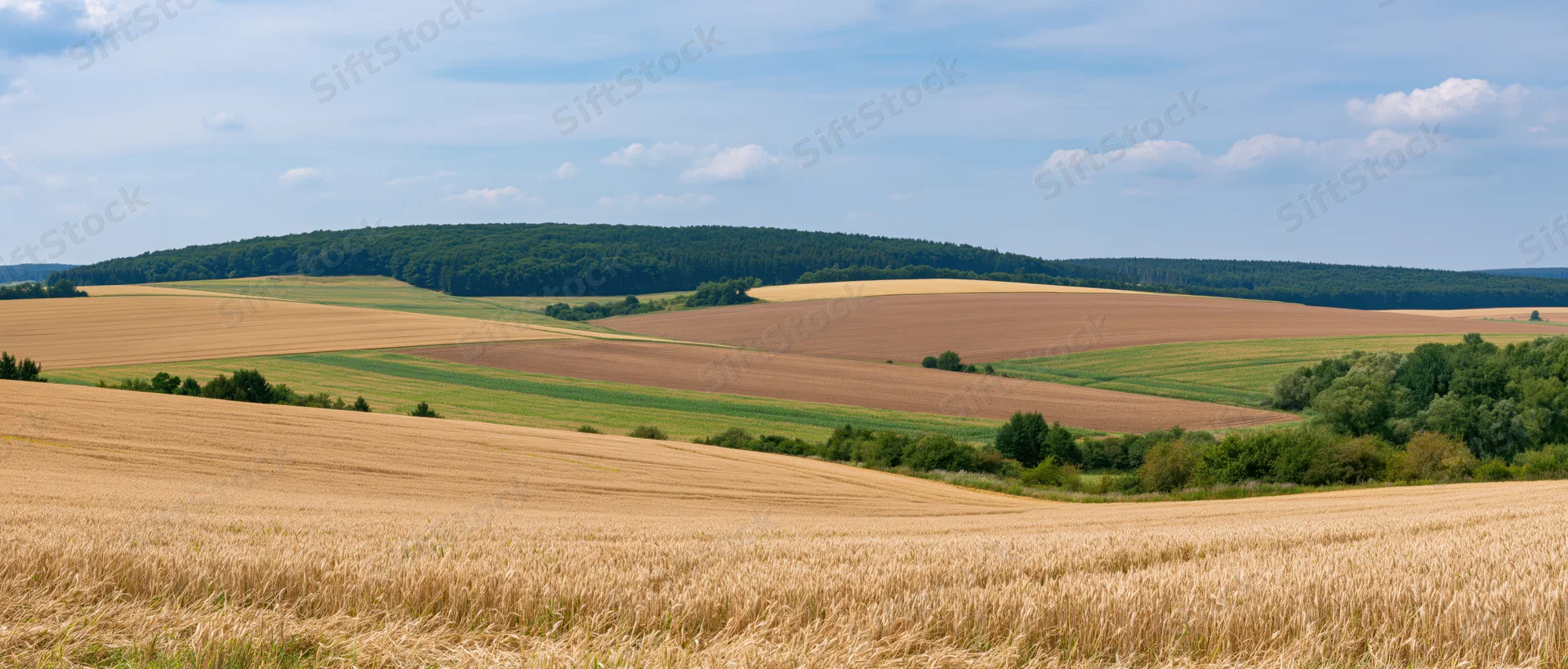Golden wheat fields rolling across rural farmland under a blue sky with scattered clouds