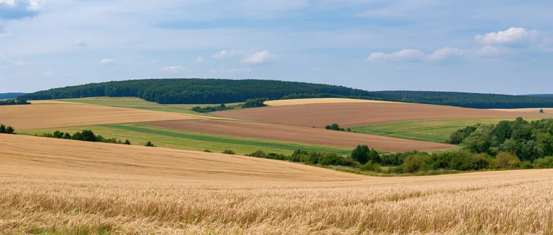 Golden wheat fields rolling across rural farmland under a blue sky with scattered clouds