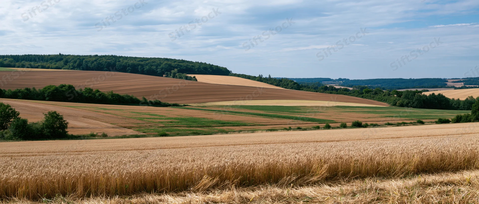Golden wheat field stretching across rolling farmland under a cloudy sky with distant forested hills